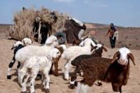 دام ها در سیستان و بلوچستان هویت دار می شوند