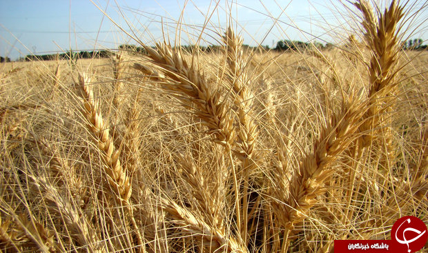 کالای ایرانی یا کالای خارجی؟