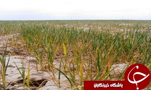 افزایش کشت محصولات ضروری در مناطق کم آب کهکیلویه