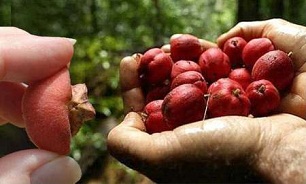 میوه ای که غده های سرطانی حیوانات را از بین می برد