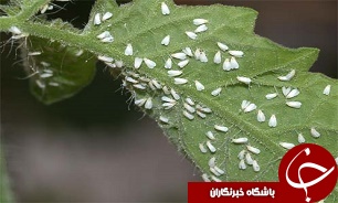 کاهش 60 درصدی آفات گیاهی در استان اصفهان