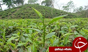چاي توليد داخل تنها چاي ارگانيک جهان