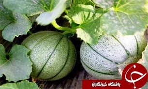 آغاز برداشت محصولا جالیزی