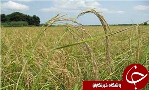 اخذ مالیات از شالیکاران مغایر با حمایت از تولید داخلی