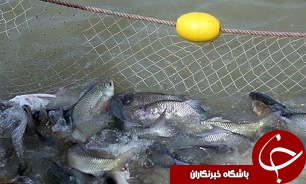 تولید بیش از  650 تن ماهی گرمآبی در فارس