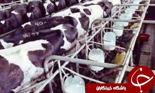 ​خرید شیر تضمینی از دامداران
