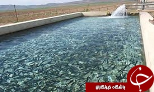 تولید بیش از 2 هزار و 600 تن  ماهی سردابی در قزوین