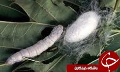 توزیع تخم نوغان در بین نوغانداران خراسان شمالی
