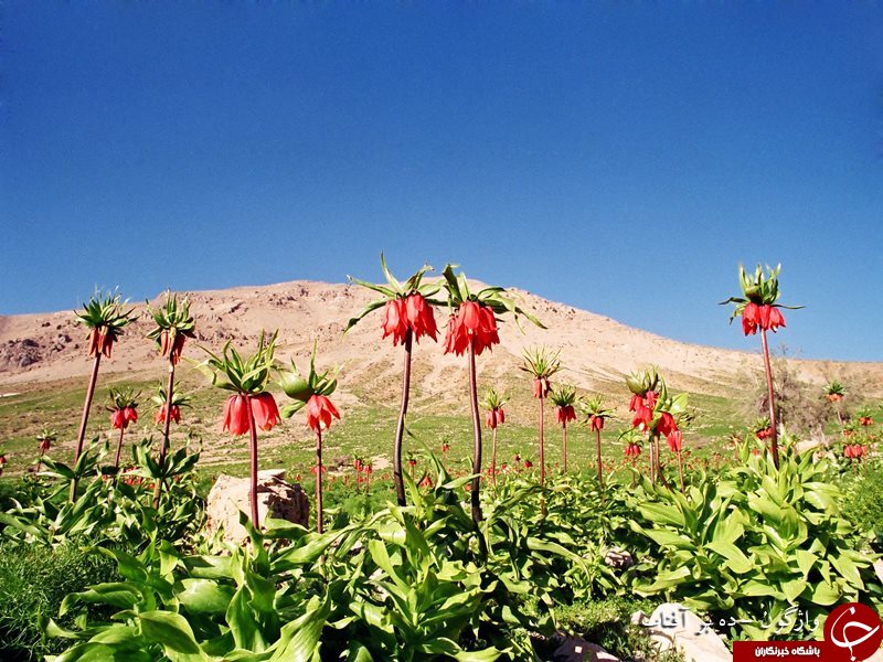 تصاویری زیبا از دشت لاله&zwnj;های واژگون