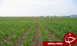 اجرای طرح حفظ زمین‌های کشاورزی در 40 روستای قزوین