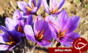 کشت زعفران در سه هکتار از اراضی شهرضا