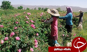 آغاز برداشت گل محمدی از باغ‌های میمند