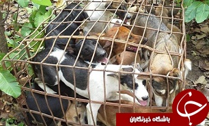 سر و صدای سگ&zwnj;ها در مبادلات تجاری/ رونق تجارت حیوانات خانگی یا آمارهای ساختگی