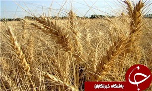 نیاز 80 هزار تن بذر مصرفی در استان گلستان