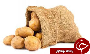 خراسان رضوی بزرگ‌ترین تولیدکننده بذر سیب زمینی در کشور