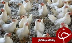 گلستان،رتبه سوم تولید گوشت مرغ کشور