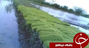 6 هزار هکتار از شاليزارهای فومن در خطر جدی کم آبی