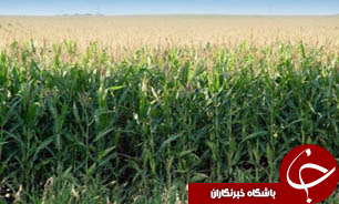 کاشت ذرت بهاره در خوزستان