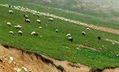 آغاز طرح جلوگیری از ورود زود هنگام دام به مراتع ییلاقی خراسان شمالي