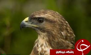 بازگشت 2 پرنده حمایت شده و شکار ممنوع زخمی به دامان طبعیت در صومعه سرا