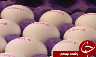 بیش از ۸ هزار تن تخم مرغ از قزوین صادر شد