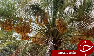 آغاز گرده افشانی بیش از چهار هزار و 800 هکتار از نخیلات بارور شهرستان خاش
