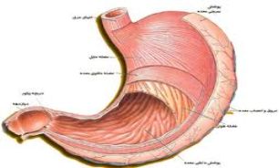 5 راهکار طب سنتی بر علیه یبوست را بدانید