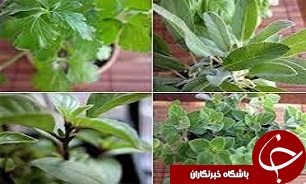 بهره برداران غیرمجاز تیشه به ریشه گیاهان خوراکی طبیعت ایلام زدند