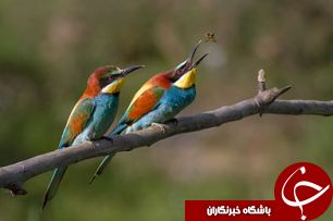 شکارچی زنبورخواران دستگیر شد