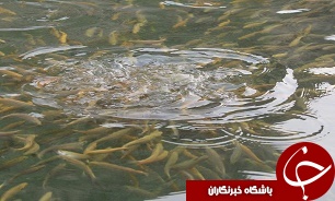 ايران دارای رتبه نخست جهان در تولید ماهي قزل آلا است
