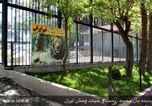 شیرهای ایرانی در راه بازگشت به میهن قرار گرفتند