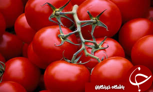 از بين رفتن عرضه و تقاضا با کشت گوجه فرنگي خارج از فصل