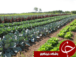 اولین مزرعه ارگانیک در لرستان