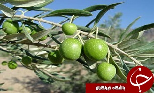 برداشت 16 هزار و 500 تن زیتون در شهرستان رودبار
