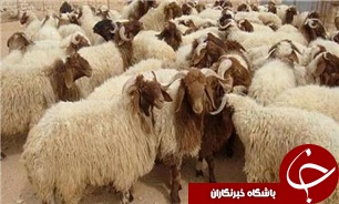 افزایش صادرات حیوانات زنده در 4 دهه نخست سال 93