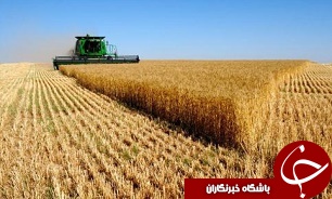 عرضه محصولات کشاورزی به قیمت تضمینی در بورس کالا نیازمند حذف واسطه‌ها است