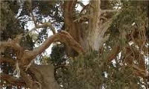 کهنسال ترین درخت سرو در شهرستان خاش یکی از جاذبه های دیدنی سیستان و بلوچستان