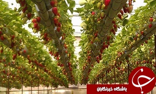 رشد 3 درصدی محصولات گلخانه ای در کشور