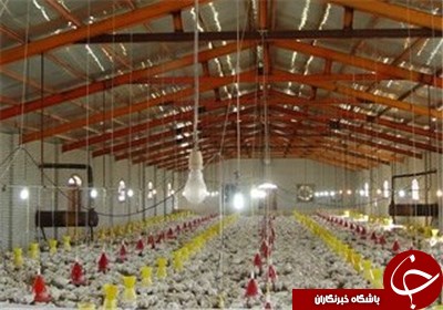 جوجه یک روزه را صادر کردیم مرغ گران شد