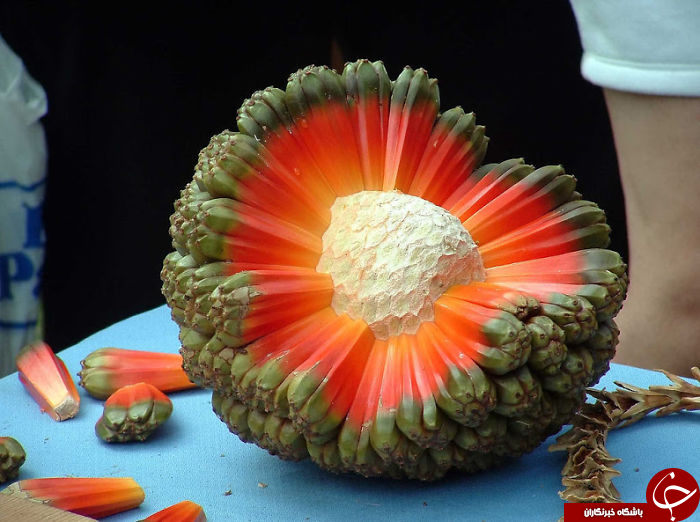 میوه ای عجیب در ایترالیا + عکس