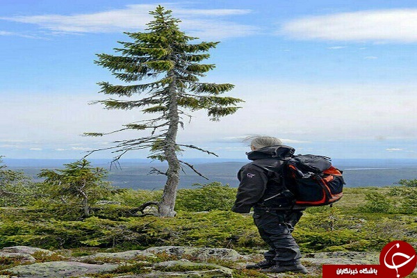 کهنسال ترین درخت جهان + تصاویر
