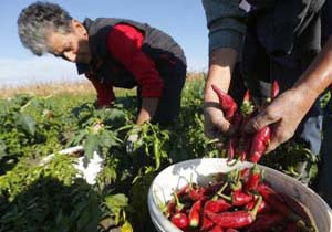 پیشبینی برداشت ۲ هزار ۶۴۰ تن فلفل از زمینهای کشاورزی میناب