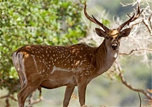 خرید و فروش گوزن آزاد می‎شود