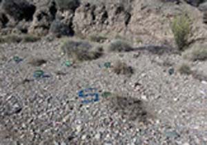 بررسی مراحل رشد ۶ گونه دارویی در رودان