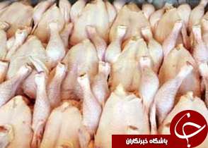 تولید سالانه بیش از 3 هزار تن گوشت مرغ در گتوند