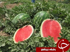 اختصاص بیش از 1200 هكتار از اراضي انديمشك به كشت هندوانه