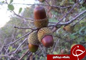 بيش از 1 هزار بذر درخت بلوط در اراضي لالي کاشته شد