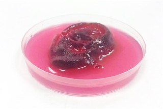 بيوپرينت سه بعدی گوش و بينی انسان در انگلستان تا ٤ سال آينده + تصاویر