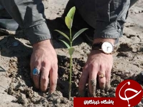 آغاز نهال کاری در بیش از 5 هزار هکتار از اراضی خوزستان