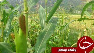 کشاورزان خوزستانی نگران سرنوشت محصول ذرت